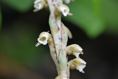 Peristylus plantagineus